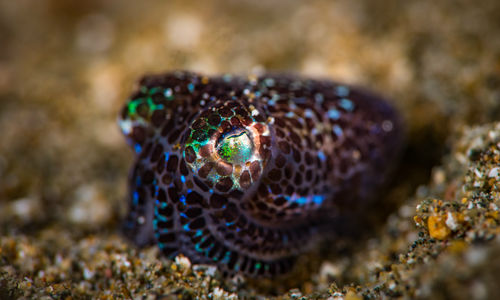 Bobtail Squid, Milne Bay