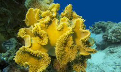 Yellow coral at Milne Bay