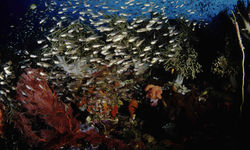 School of Glass Fish