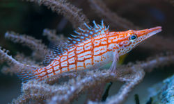 Longnose Hawkfish, Milne Bay