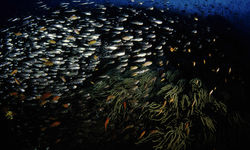 School of fish, Milne Bay