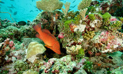 Fish amongst coral, Seychelles
