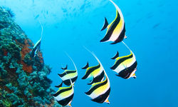 Moorish Idol Fish, Seychelles