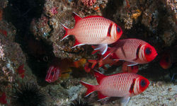 marine life in mozambique