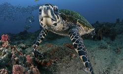 Hawksbill Turtle 