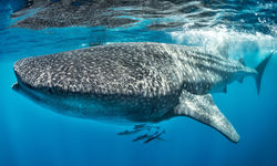 Whale Shark