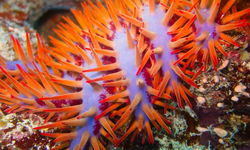 Crown of Thorns Starfish