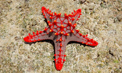 Red Starfish