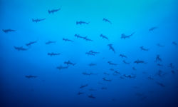 School of Hammerheads
