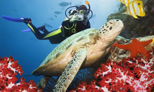 Man diving with turtle and fish