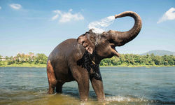 Elephant in water, India