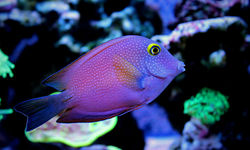 Kole Tan Fish, Maldives