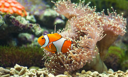 Close up of clownfish