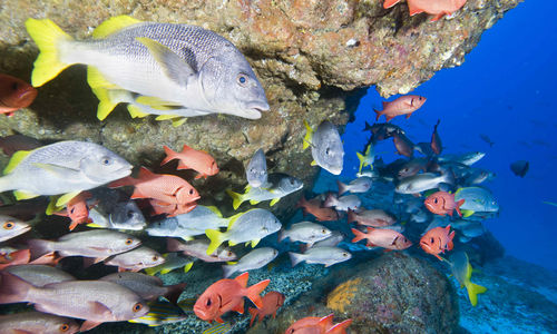 Tropical fish, Costa Rica