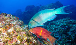 Parrot Fish Underwater