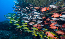 Diving in Costa Rica