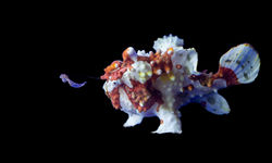 Frogfish, Philippines