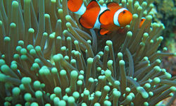 Clownfish, Philippines