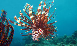 Lionfish, Philippines