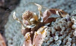 Porcelain Crab, Philippines