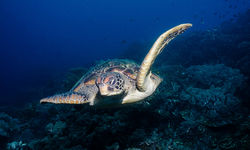 Turtle, Apo Island