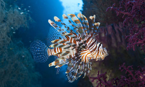 Lion Fish, Moyo Island