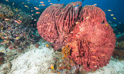 Red coral, Moyo Island