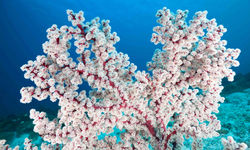 Red and white coral, Moyo Island