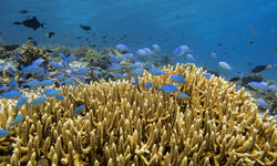 Coral Reef, Moyo