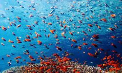 Menjangan coral, Bali