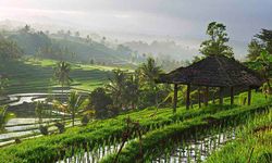 Ubud rice paddy
