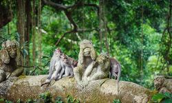 Monkeys in Ubud