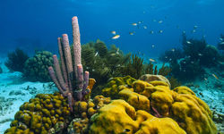 Diving in Abacos Island