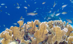 Coral Reef, Abacos Island