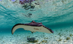 Eagle Ray Underwater, Abacos Island