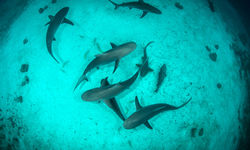 Sharks Underwater, Bahamas