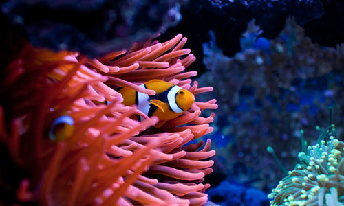 Clown Fish, Malaysia