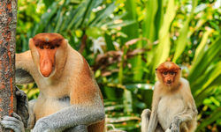 Proboscis Monkeys, Borneo, Malaysia