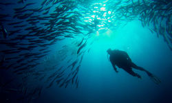 Diving in Borneo, Malaysia