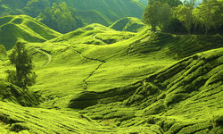 Green Hills, Malaysia