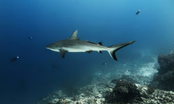 Grey Reef Shark, Malaysia
