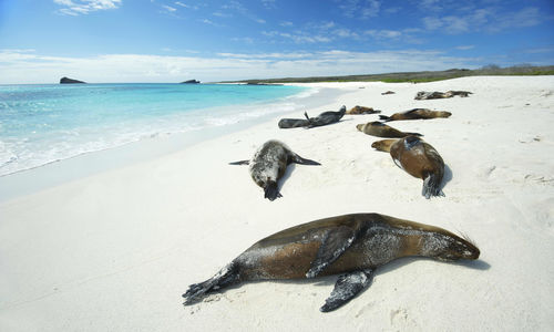 Seals lying on beach
