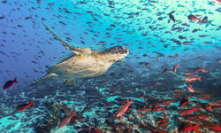 Turtle Swimming with Fish