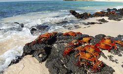 Crabs on beach, Galapagos