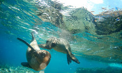 Seals Swimming, Galapagos