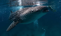 Whale Shark and Diver