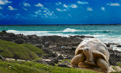 Tortoise on Beach