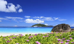 Flowers and beach, Similan Islands