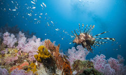 Lionfish and soft coral