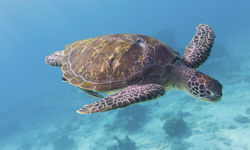 Green Turtle Swimming, Western Thailand
